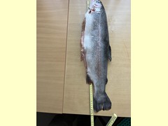 Regenbogenforelle 60 cm
gefangen am: 17.06.2026